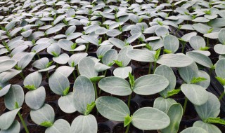 丝瓜苗有萤火虫吃怎么办（丝瓜苗有萤火虫吃怎么办呢）