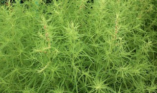 扫帚苗是什么样的（扫帚苗的学名叫什么）