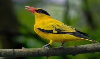 黄鹂的特点 黄鹂的特点和外貌描写