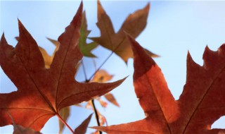 红叶的寓意是什么 红叶的含义和寓意