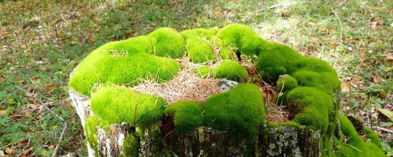 目前苔藓植物中有没有可以食用的 目前苔藓植物中有没有食用的种类