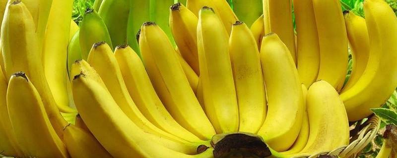 香蕉是感光食物吗（香蕉是反光食物吗）