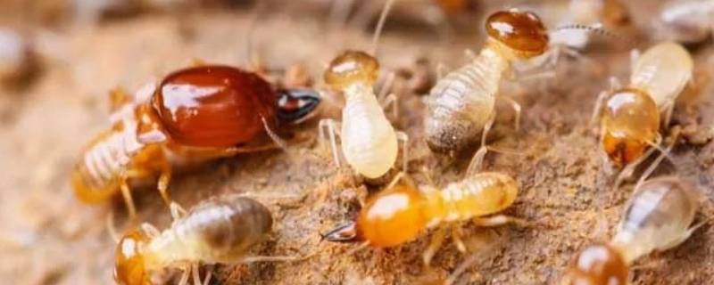 大水蚁能活多久 大水蚁会死吗