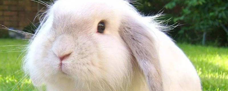 安哥拉兔的特点 安哥拉兔的特点是什么