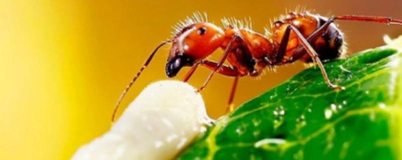 家里有红蚂蚁怎么回事 家里有红蚂蚁怎么回事 念佛