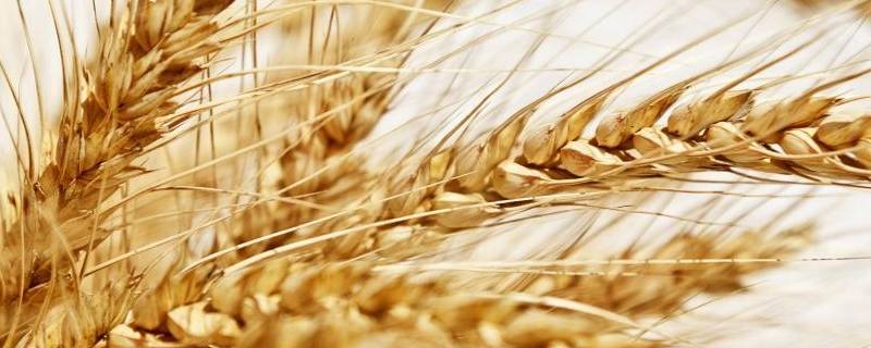 小麦起源（小麦起源于什么朝代）