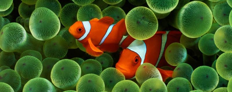 小丑鱼和海葵是如何共生的 小丑鱼和海葵是如何共生的图片