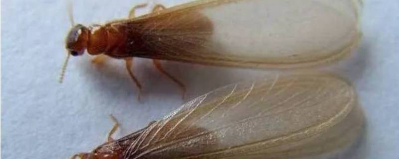 家里出现大水蚁的原因 家里为什么会有大水蚁