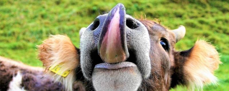 牛的舌头有什么特点 牛的舌头是什么样的