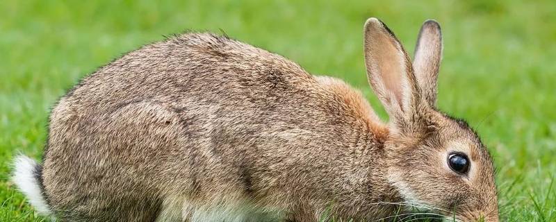 家兔的特点（家兔的特点和生活特征）