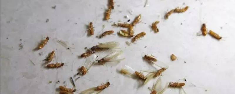 飞蚁出现的原因 飞蚁大量出现是怎么了