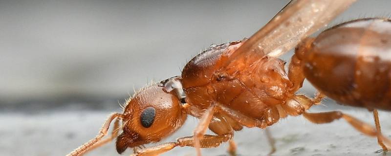 飞蚁寿命多久 飞蚁生存多久