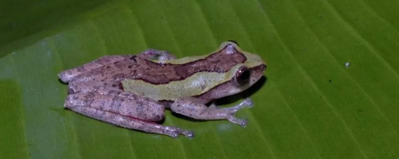 越南棱皮树蛙的特点（棱皮树蛙属）