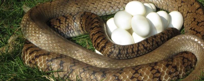 如何辨别蛇蛋 怎么辨别蛇蛋