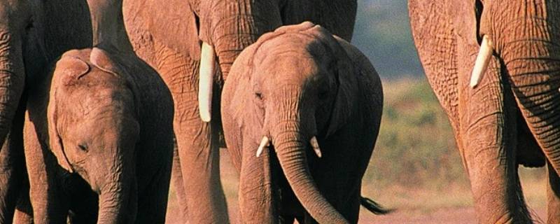 大象象征着什么 大象象征着什么生肖