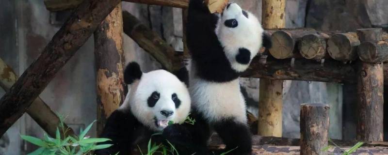 大熊猫吃的竹子种类（大熊猫吃的竹子品种）