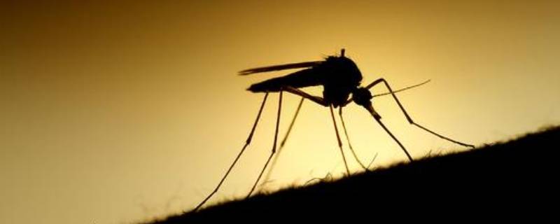 夏天蚊子多房间用什么办法治蚊子 夏天房间蚊子多怎么办