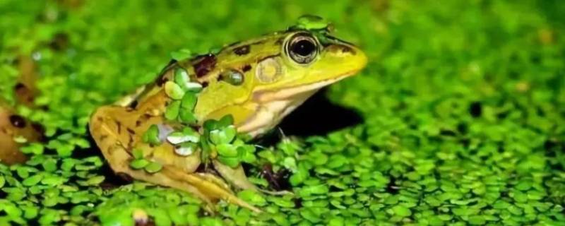 青蛙的特点（青蛙的特点和生活特征和外形）
