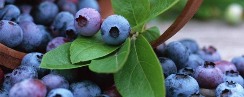 蓝莓怎么洗才能吃 吃蓝莓怎么洗法
