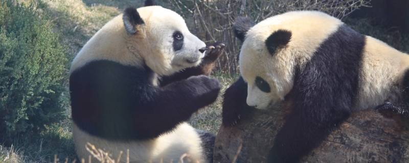 大熊猫的活动范围 大熊猫的活动范围在哪