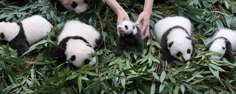 小熊猫吃什么食物 小熊猫吃什么食物为主