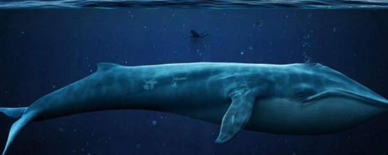 鲸鱼怎么睡觉 鲸鱼睡不睡觉