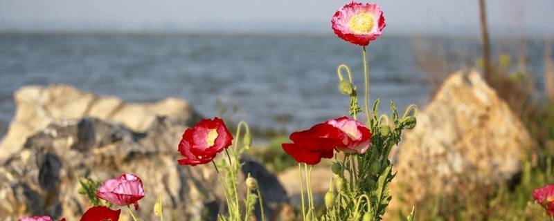 小池描写的是哪个季节（小池描写的是哪个季节从哪个词可以看出来）