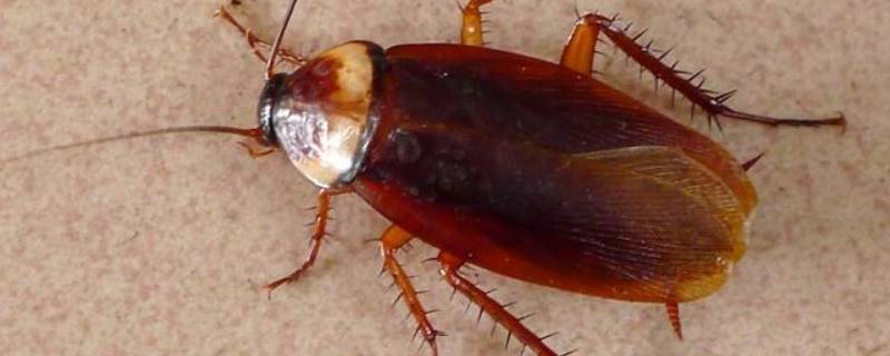 卫生间有蟑螂怎么办能除根 家里卫生间有蟑螂怎么办能除根