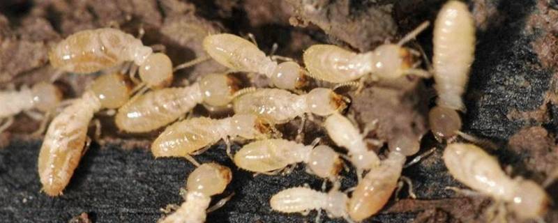 白蚁的寿命有多长（白蚁能活到几年）