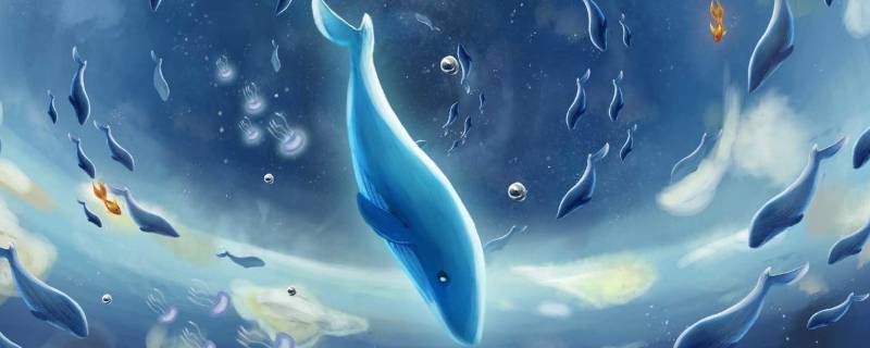 蓝鲸有多长（成年蓝鲸有多长）