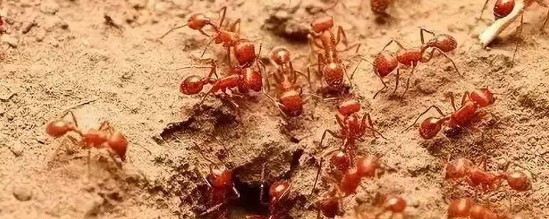 火蚁的特点 关于红火蚁的知识