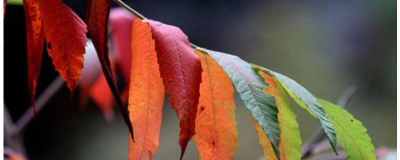 树叶为什么会变色 树叶为什么会变色幼儿园教案