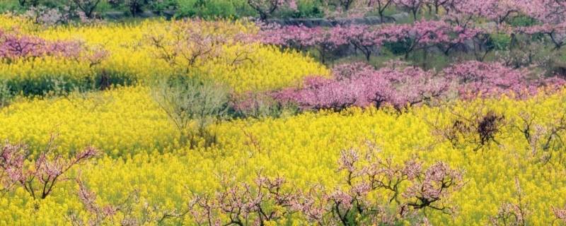 春游适合带什么食物（春游要准备哪些好吃的东西）