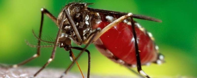 蚊子怕什么气味和东西 蚊子害怕什么味道?