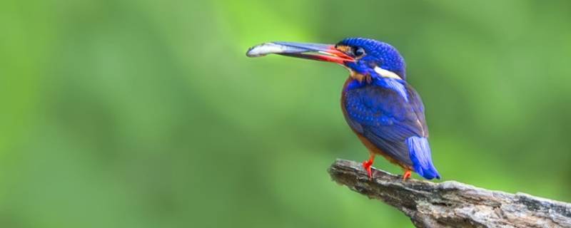 蓝耳翠鸟的特点 蓝耳翠鸟和普通翠鸟区别
