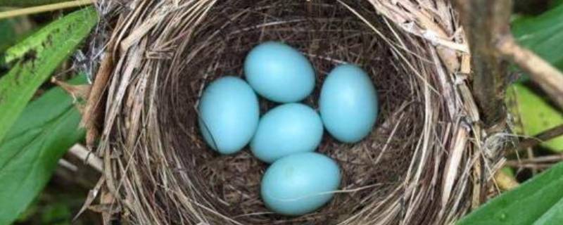 淡绿色蛋壳是什么鸟的蛋 淡蓝色蛋壳的是什么鸟的蛋