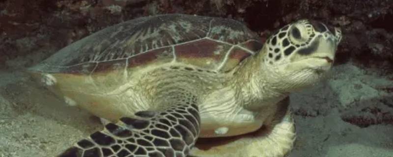 太平洋丽龟的特点（大西洋丽龟）