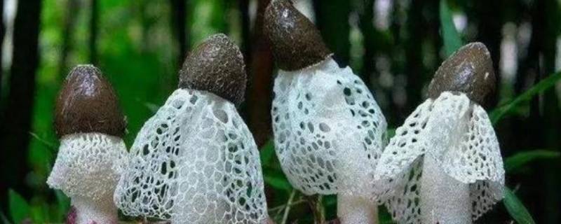 鬼笔菌是什么 鬼笔菌是什么植物