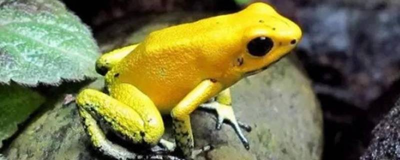黄金箭毒蛙的特点 箭毒蛙有什么特点