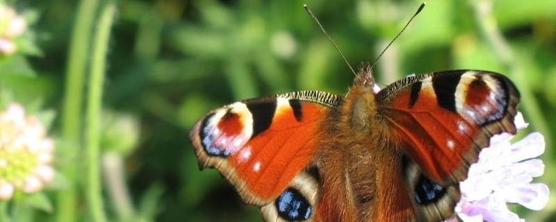 蛾子和蝴蝶的区别 蛾和蝴蝶的区别是什么
