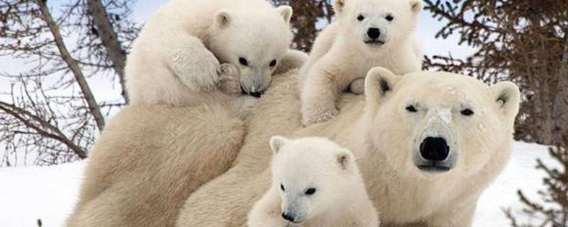 北极熊寿命 北极熊寿命最长多少年