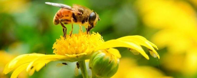 蜜蜂产蜜过程（蜜蜂产蜜过程图片）