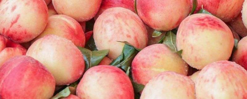 桃子的营养 桃子的营养与功效与作用