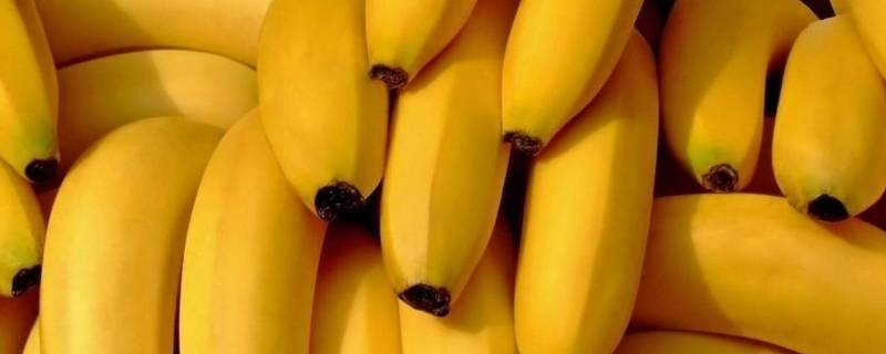 香蕉催熟到底要密封还是通风 为什么香蕉催熟要通风