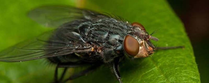 长期驱赶苍蝇的办法 养殖场长期驱赶苍蝇的办法