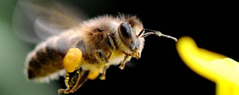 保护蜜蜂的广告宣传语 关于保护蜜蜂的宣传语