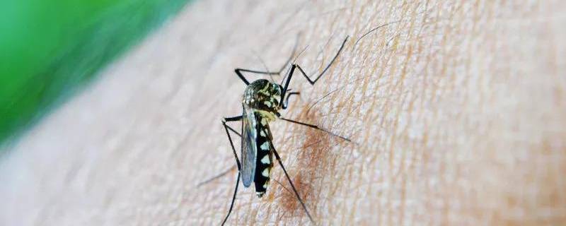 吸引蚊子的办法 怎样可以吸引蚊子过来