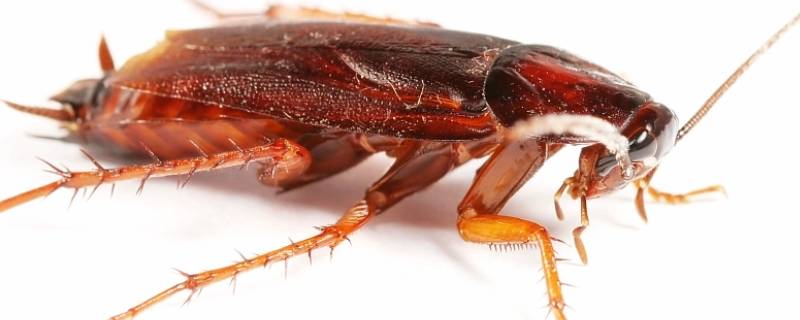 如何避免蟑螂晚上爬床 蟑螂会咬人吗