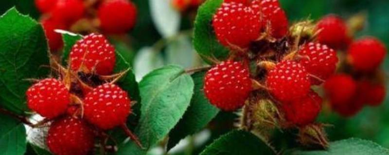 野生树莓可以吃吗（树草莓能吃吗）
