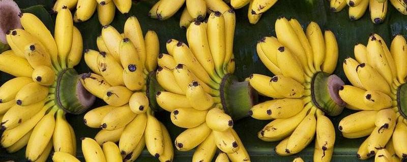 短粗的香蕉是什么香蕉（特别粗的香蕉是什么）